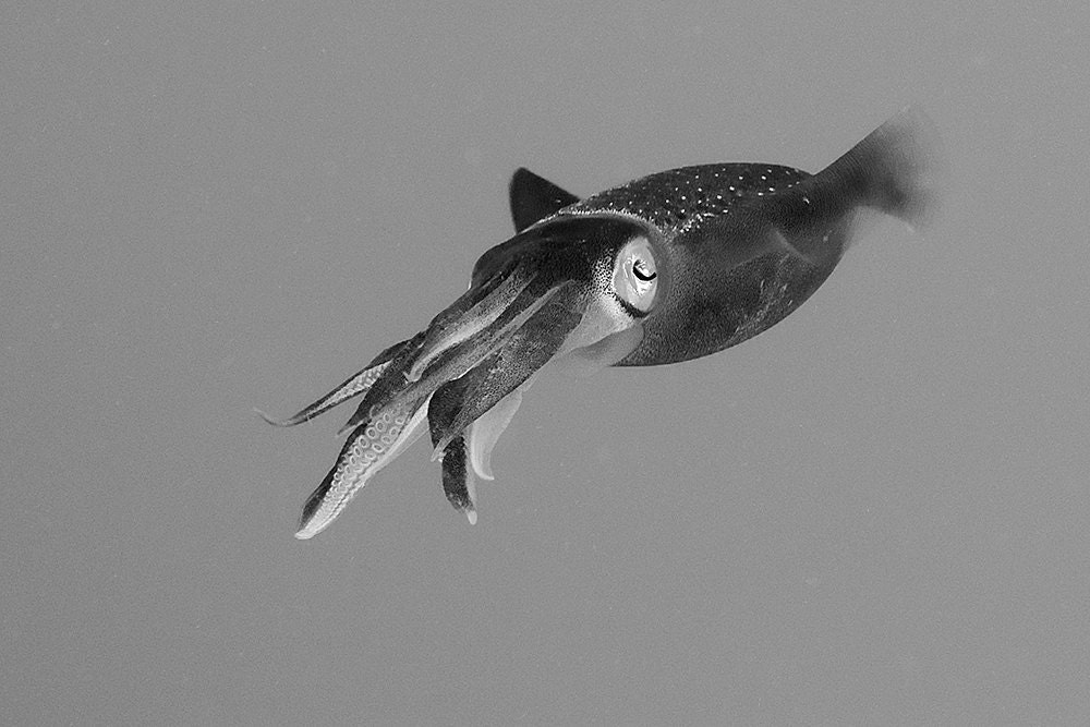 Squid Art Black and White Nautical Decor Masculine Modern Underwater Photograph