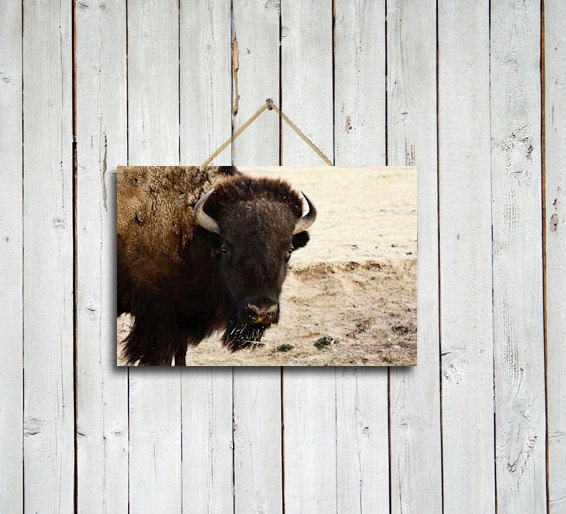 Watching - 10x15 print - Buffalo wall decor - Buffalo wall art - Brown rustic decor - Brown wall art - Brown decor - Bison art.