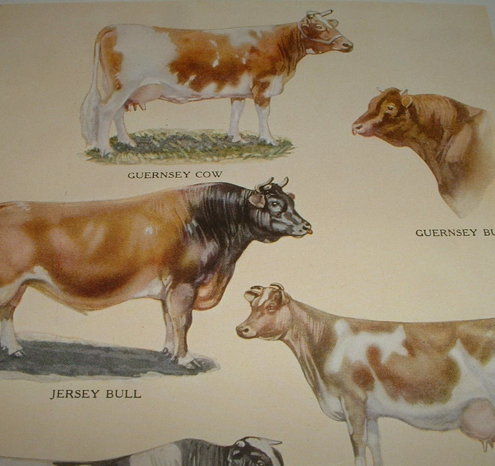 1919 COWS Specimens of Some Famous Dairy Breeds Antique Color Plate Print for Altered Art or Framing