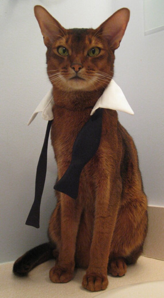 il 570xN.313928314 Encantadores accesorios para gatos de CatAtelier