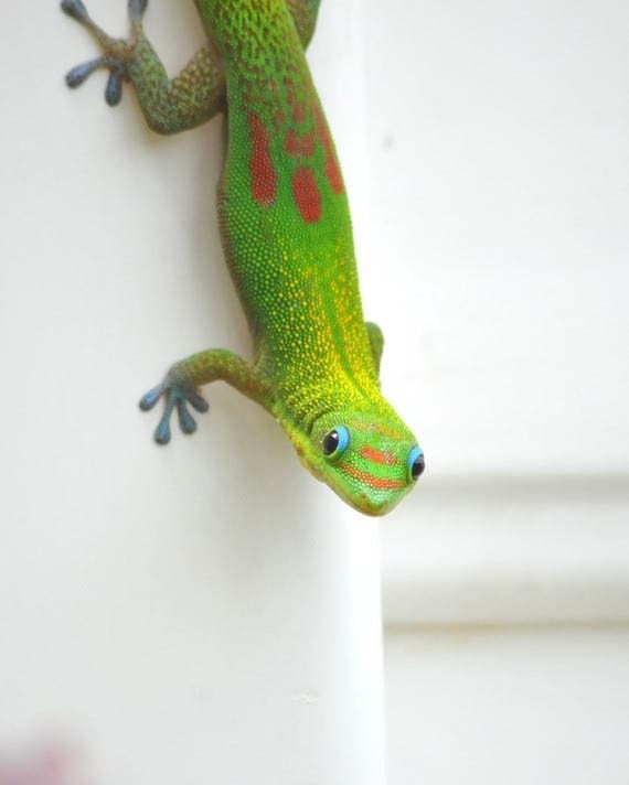 Lucky Green Gecko Photo- St.Patrick's Day Green Garden Lizard Photo- Spring Green Garden Home Decor 5x7 Photo