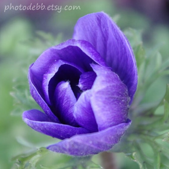 Flower Photograph, Purple, Anemone, Macro, 6x6