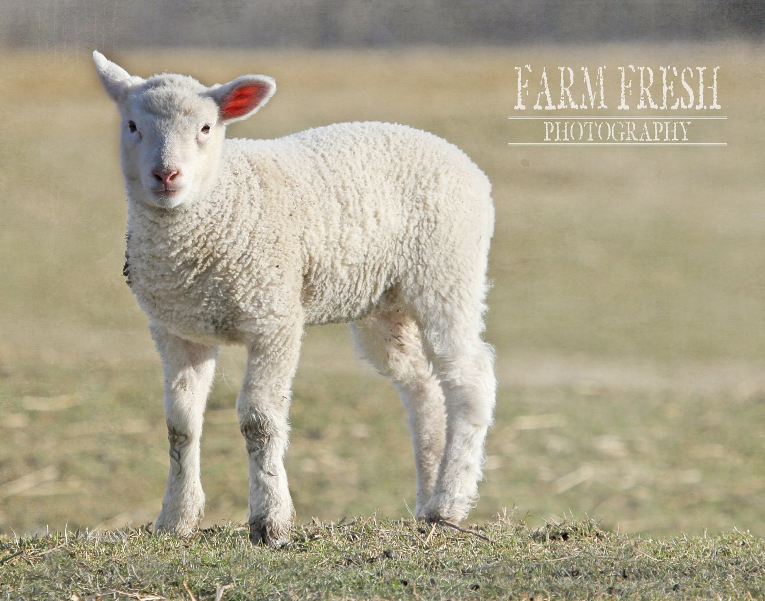 Farm Fresh Barnyard, "Spring Lamb Portrait" Farm Animal, Photo