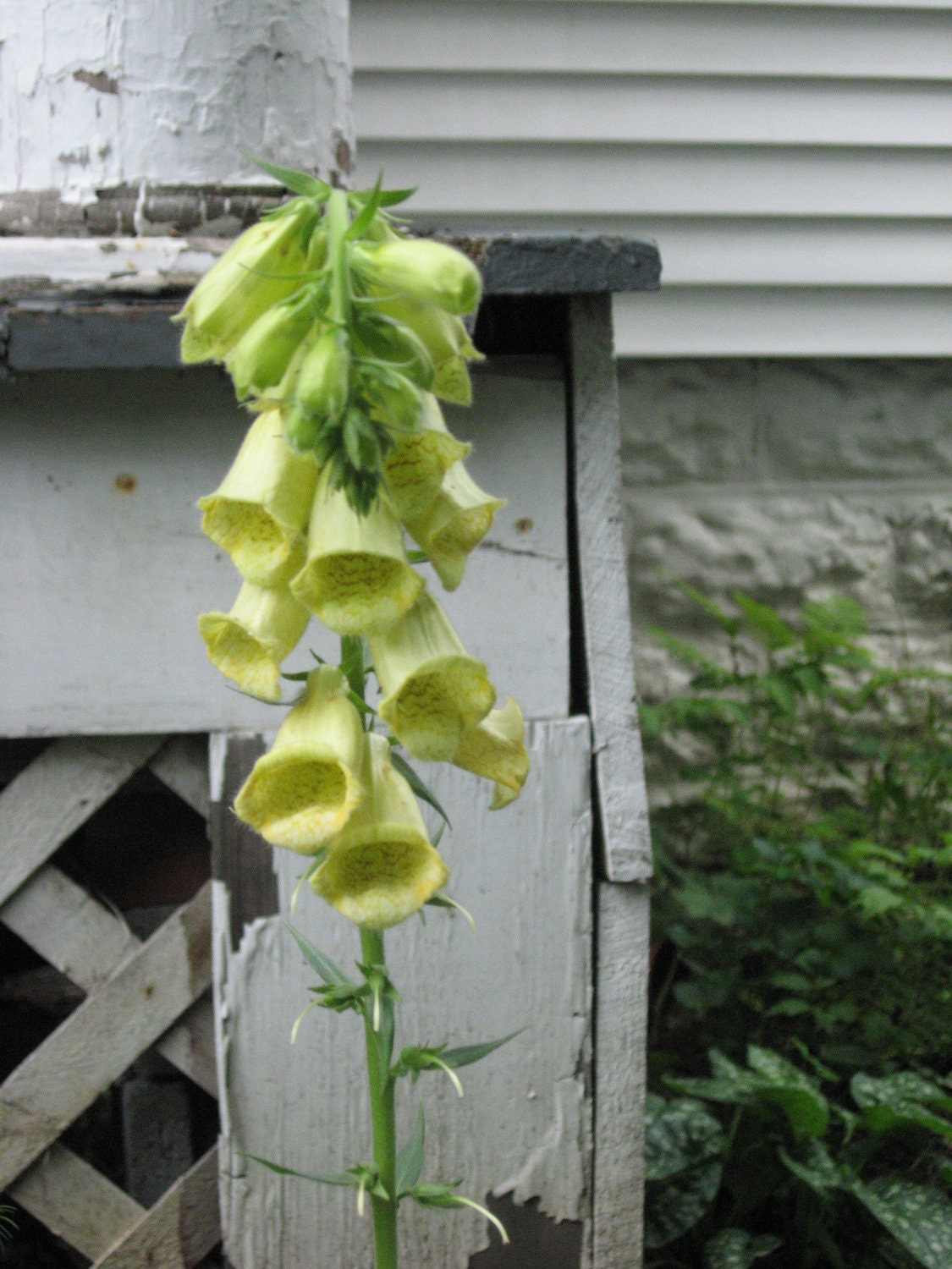 100 seeds, PERENNIAL FOXGLOVE, pale yellow, tall and stately