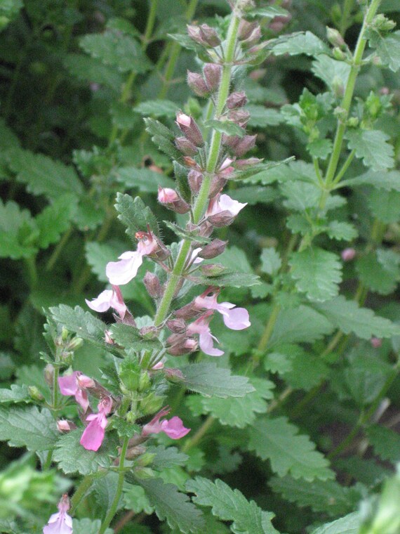 GERMANDER, perennial herb, low growing shrub, dark green, pink flowers, plant, only one