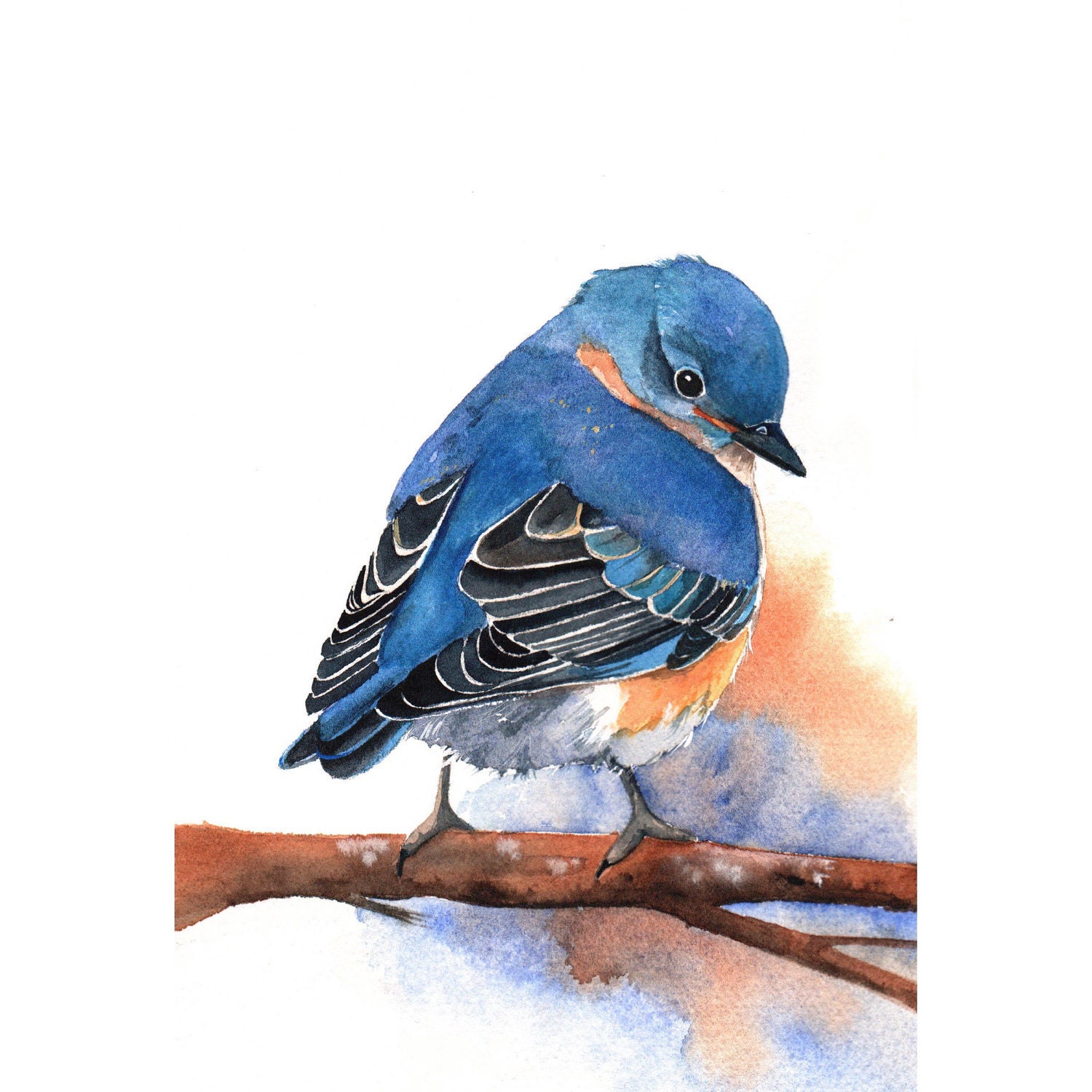 Bluebird Painting -B029-  Archival Print of bird watercolor painting 5 by 7