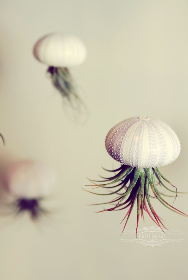 Five Stripey Jellyfish Air Plants // Sea Urchins Hanging Art Installation Wedding Favor Decor Terrarium Kit DIY tiny