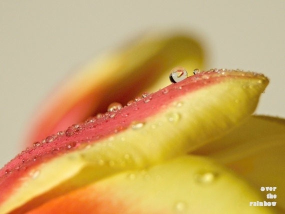 Tulip photograph, fine art, spring macro photo, delicate, dew drops, red and yellow, nature, 8x6, Giclée - titled: Spring dew