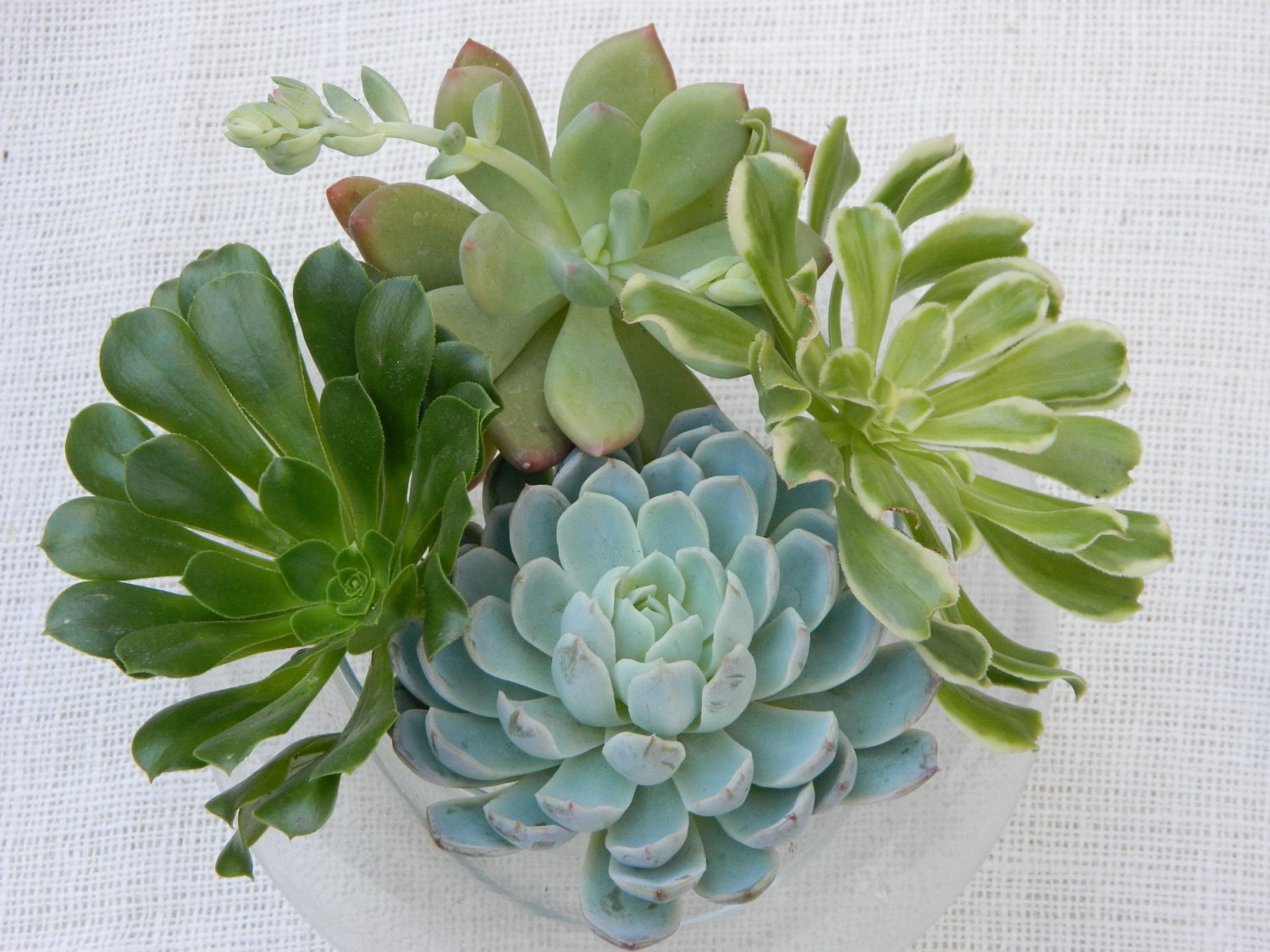 6 Large Succulent Cuttings Rosette Shape for Bouquets Wedding 