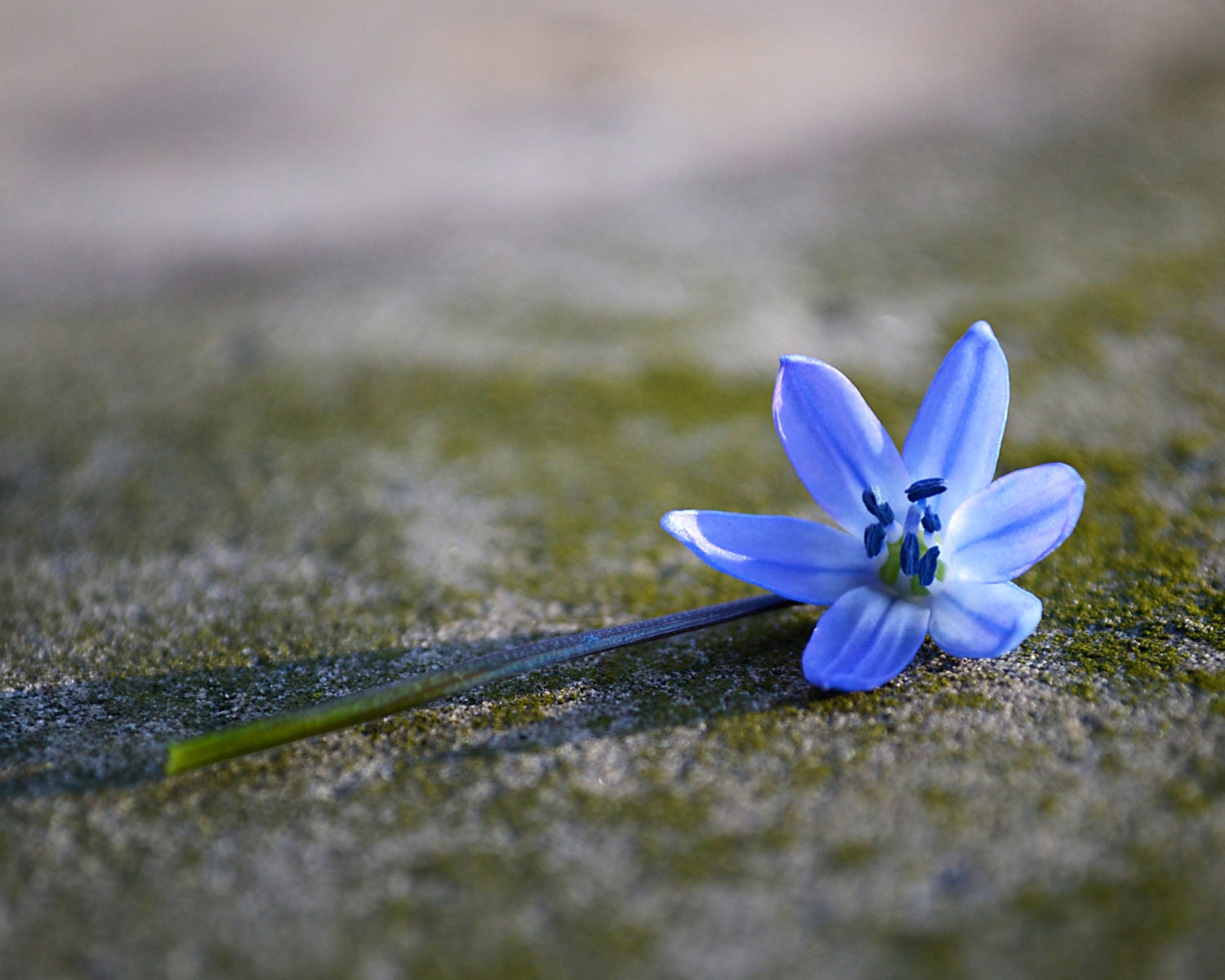 Violets are Blue// 8x10 Original Fine Art Nature Photograph // blue violets nature flowers spring