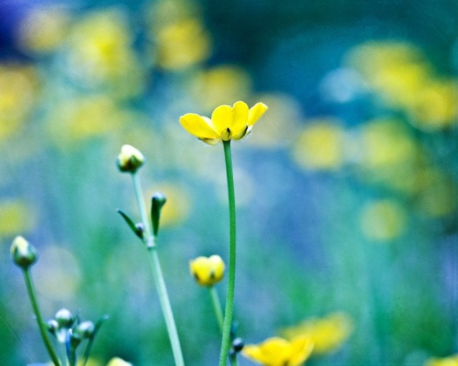 Spring Flowers yellow turquoise under 50 for her women green blue mustard citrine summer - Fine Art Photography