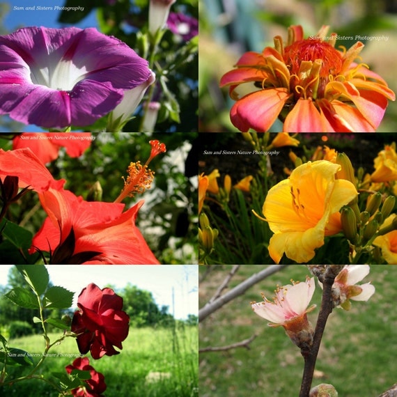 COLORFUL FLOWERS Photo cards set of 6 blank cards