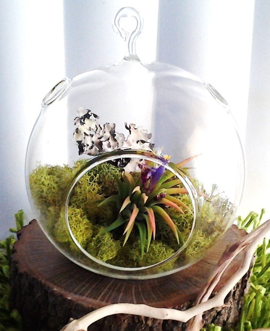 TREASURY ITEM (FOREST) -  Round Glass Globe Terrarium with Lime Reindeer Moss, and Forest Lichen