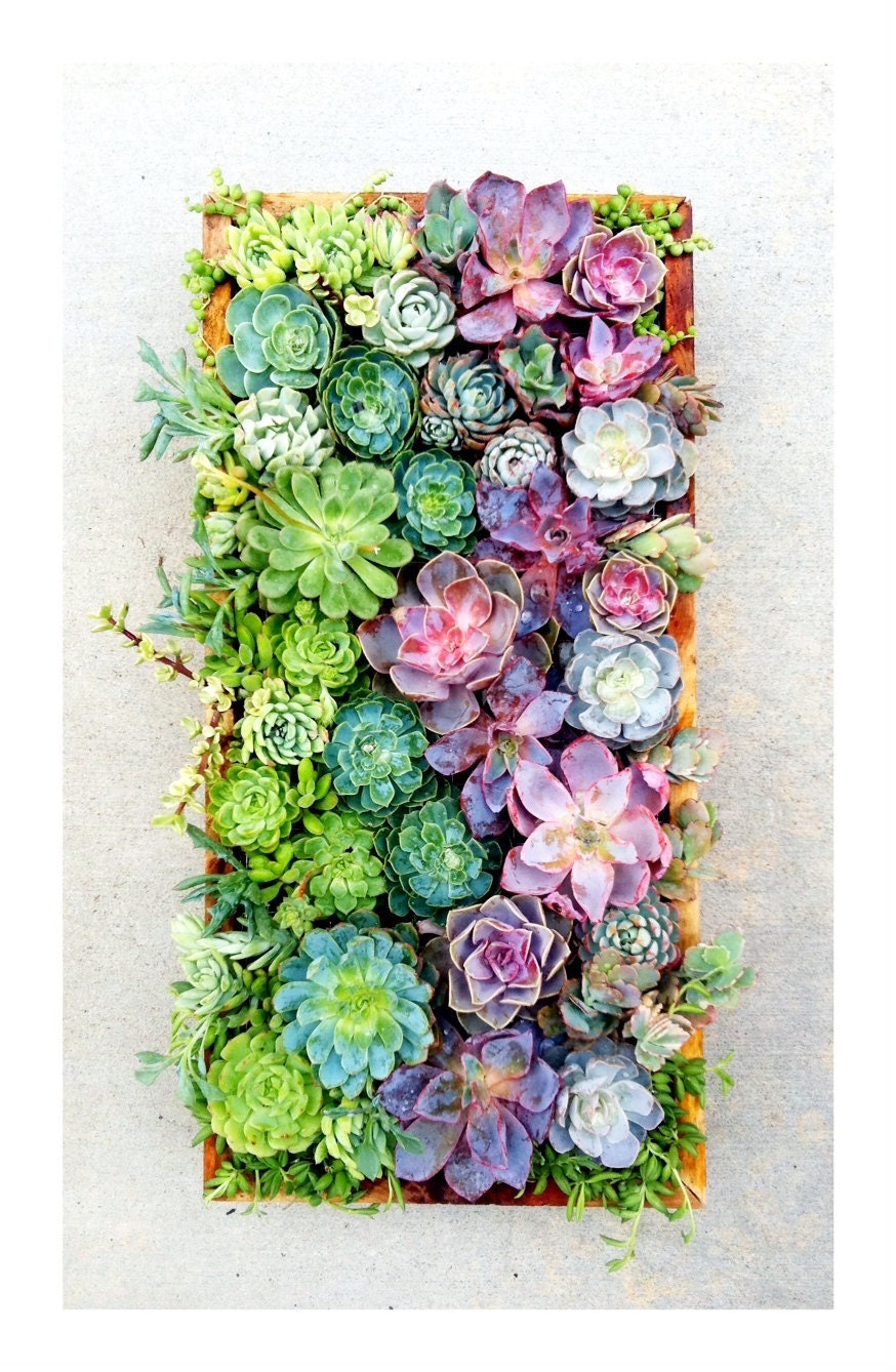 vertical succulent wall art - made to order