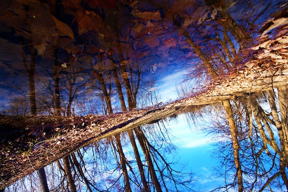 Upside Down Forest, Fine Art Photographic Print - 8x12