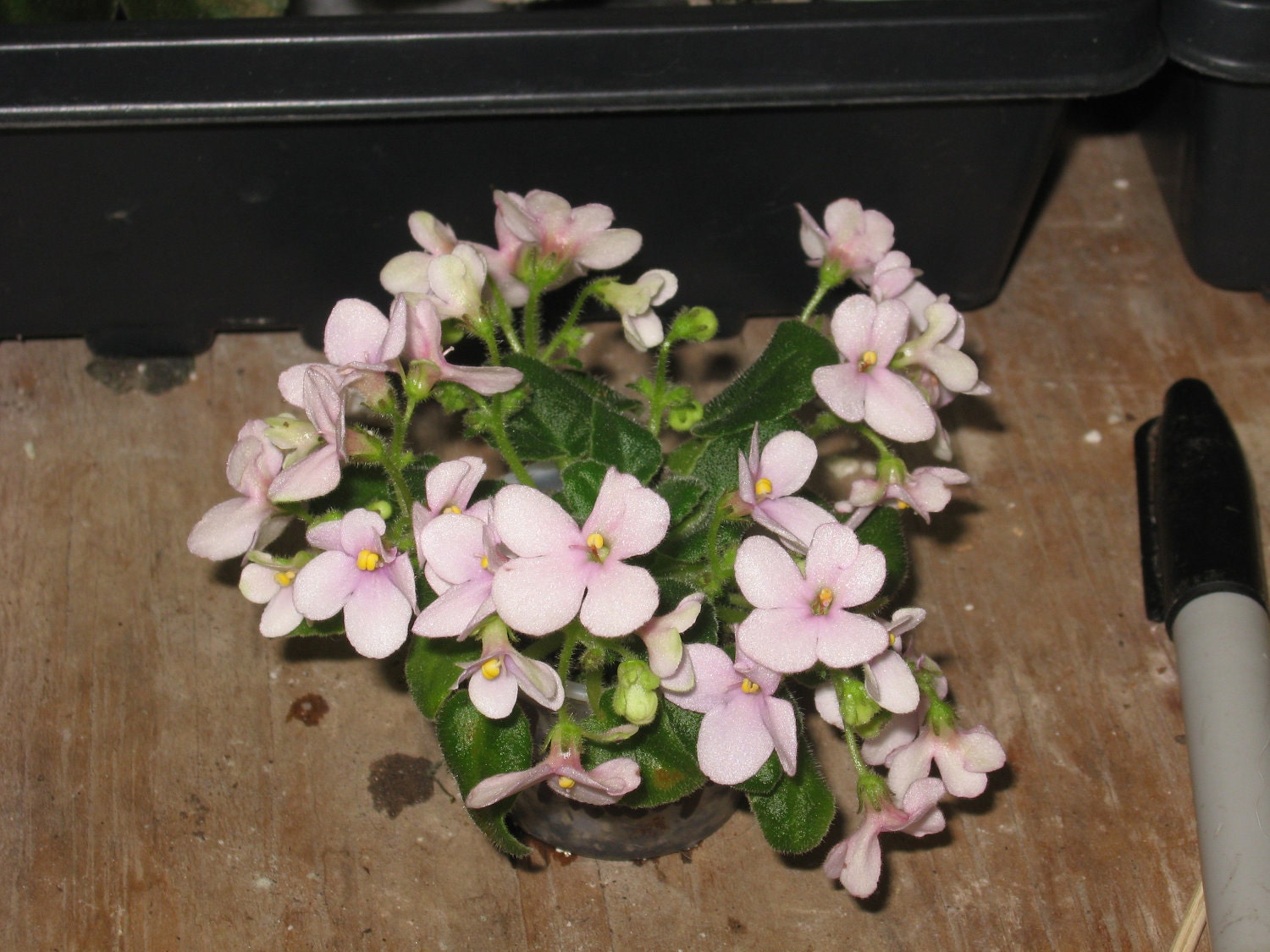 African Violet, live plant, TUNDRA SNOWFLAKE, mini,   now shipping to California