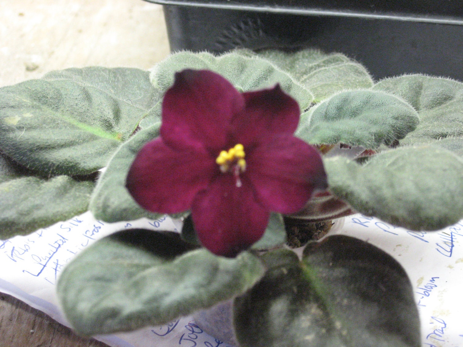 African Violet, live plant, VAMPIRE'S KISS, blood red,   now shipping to California