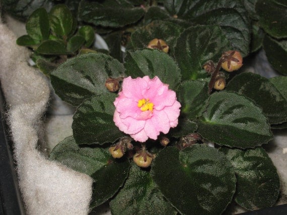 African Violet, live plant,BECA'S PINK CROCHET, pretty pink