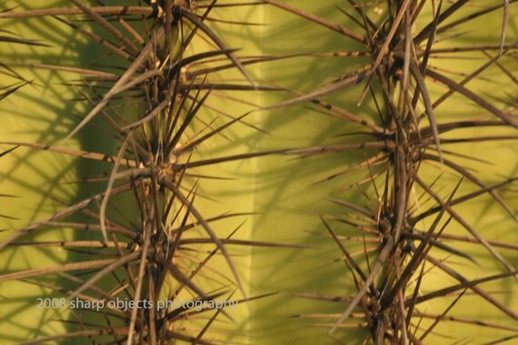 saguaro close up