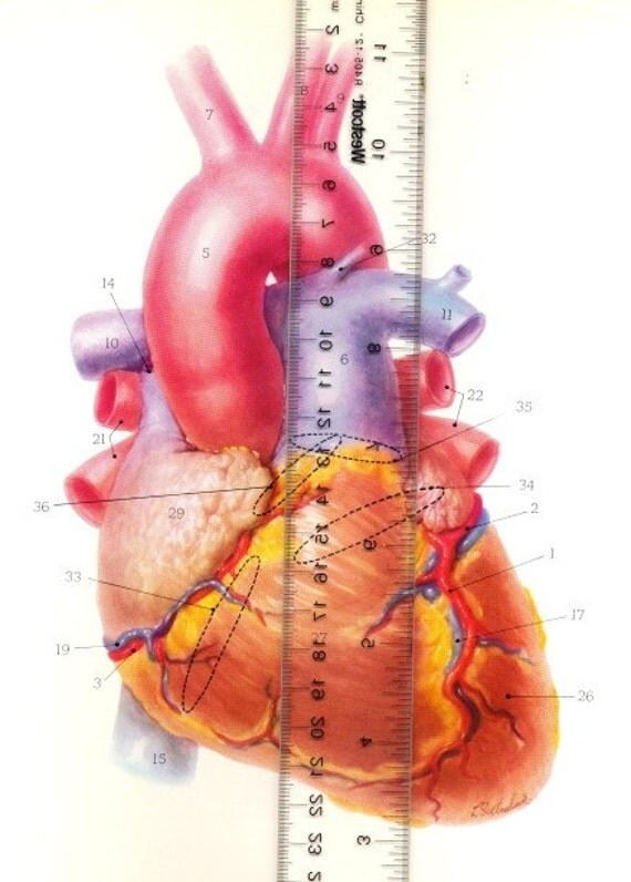 Heart Anatomy 1967 Heart Drawings Anterior Posterior and Coronal Cross 