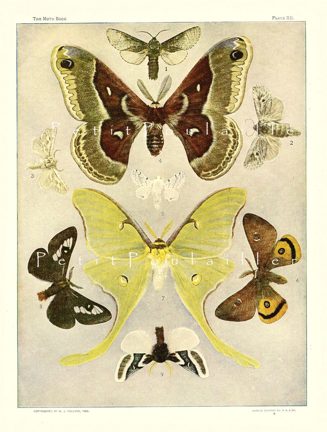 1903 Spring Green Beauties, 9 Moths Rotogravure Ready To Frame, Pl XII