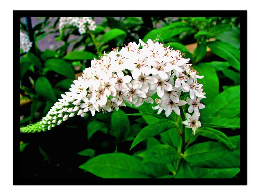 Illusions in Flowers  8x10  Fine Art Nature Photography