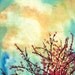 Plum Blossoms