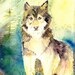 Watercolor Painting wolf Timberwolf