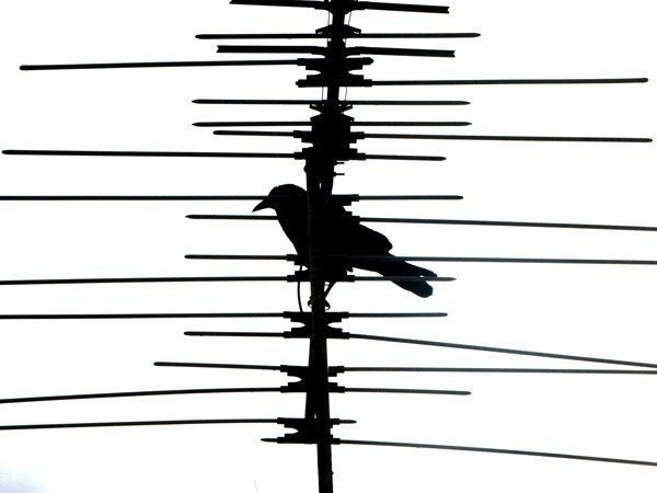 Electric Nature - Fine Art Photograph - 3 foot wall print