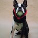 The Count - Dog Collar