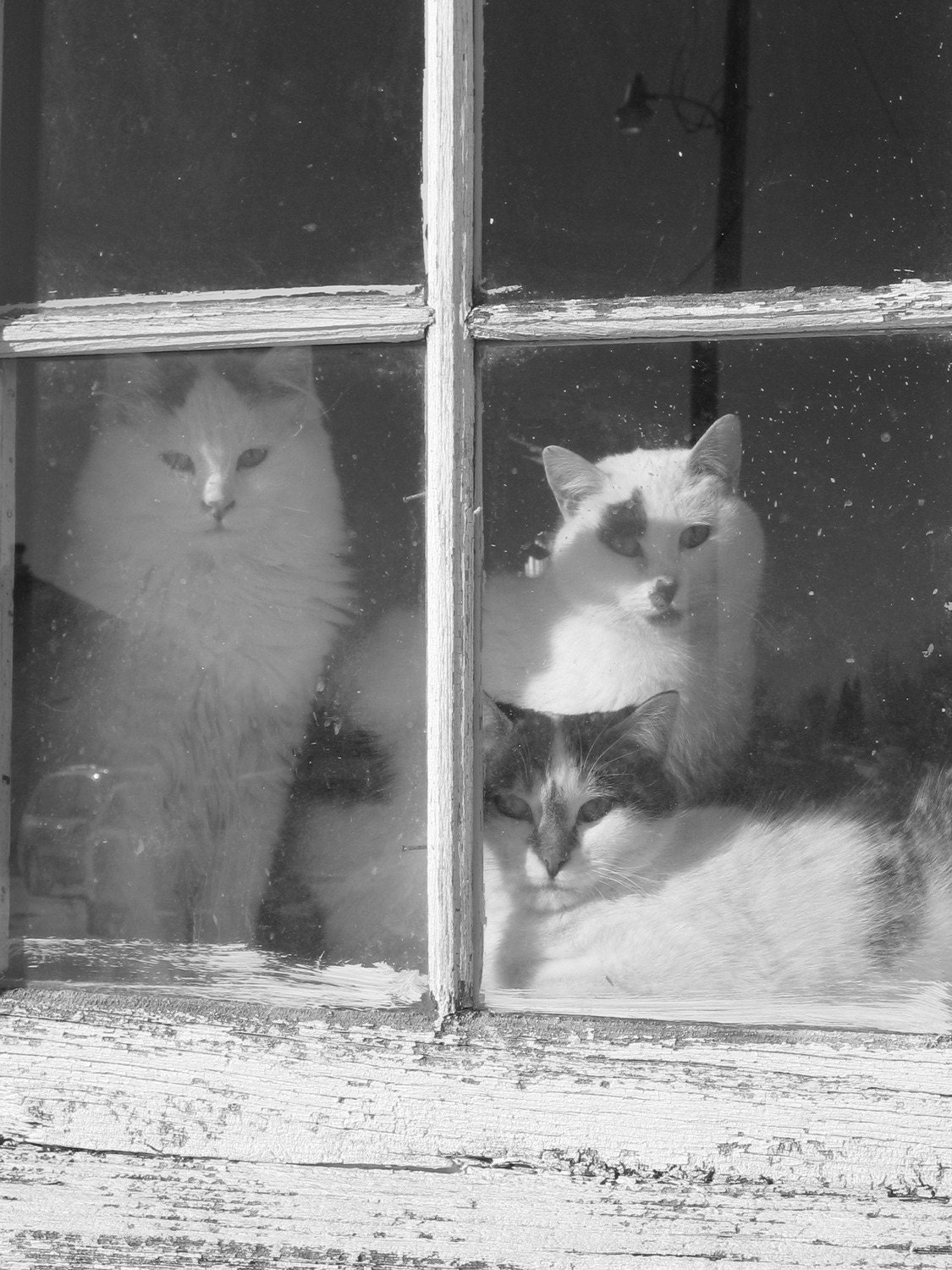 Kitty-Corner I Photo Print $15
