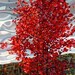 Abstract Landscape Print Fall Red Maple Storm Wind Clouds