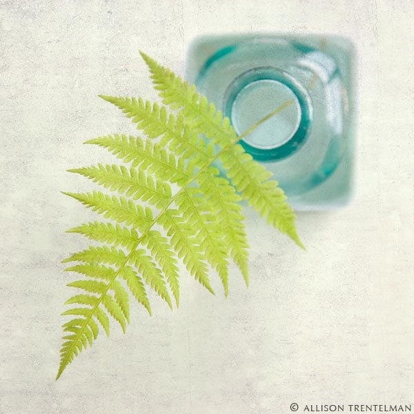 SALE - 7x7 Print - "Wild Fern No. 1" Fine Art Photography Print - Home Decor - Wall Art - Under 25