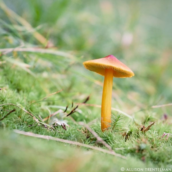 SALE - 7x7 Print - "Mushroom No. 3" Fine Art Photography Print - Home Decor - Wall Art - Under 25