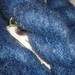 Periwinkle, Fine Mohair Blend, 450 yds