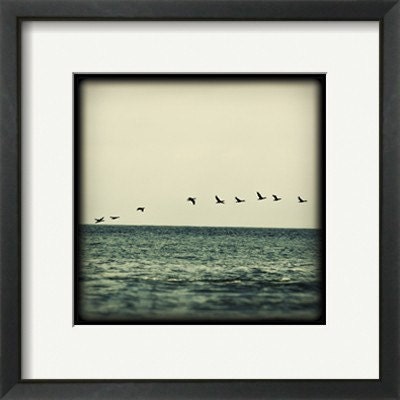 Bird Photography, Follow The Leader - Fine Art Photograph