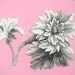 Pink B/W Plate 2