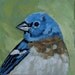 Mini Bird Portrait. Lazuli Bunting.