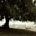 Copal-xocotl Tree, Cholula Mexico 8x10 Photograph