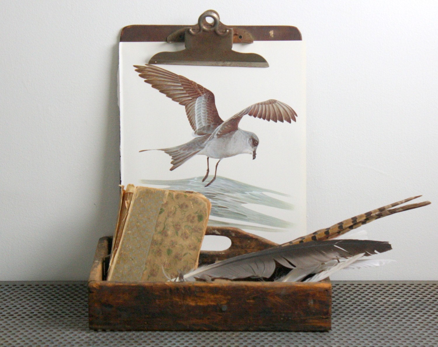 Storm Petrel  - Vintage Bird Plate - 1974