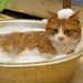 Pet Shampoo SKUNK-BE-GONE Get It Now, Be Ready from NorthWood Buffalo Ranch