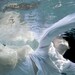 Under Water 12" x 8" Print, You are the Ocean - I am Drowning, Aqua Blue, Ripples, Submerged, Fine Art Photography by Glennis Siverson