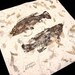 PISCES Original GYOTAKU (fish rubbing)on Mango Natural Paper