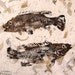 PISCES Original GYOTAKU (fish rubbing)on Mango Natural Paper