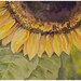 Lit - Sunflower watercolor painting Angela Fehr