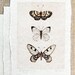 butterfly art moth sepia neutral print