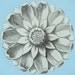Blue B/W Plate