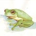 Frog painting ART Archival print of watercolor painting