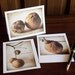 Pods, Box Set of 12 Blank Greeting Cards