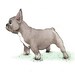 French Bulldog - set of 5 Blank Note or Greeting Cards